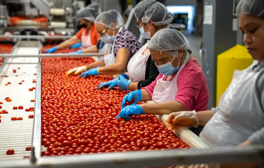 Workers in hairnets and gloves sorting tomatoes as they run along a factory packing line.